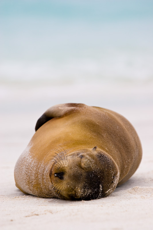 Galápagos Sealion